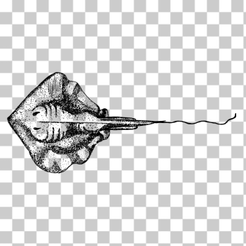 SVG Stingray image SVG Stingray image