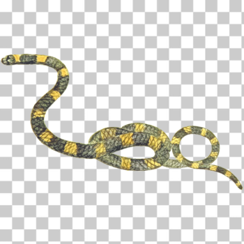 SVG Stripped snake SVG Stripped snake