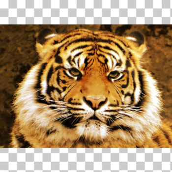 SVG Sumatran tiger SVG Sumatran tiger