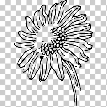 SVG sunflower