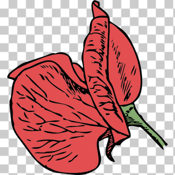 SVG sweet pea
