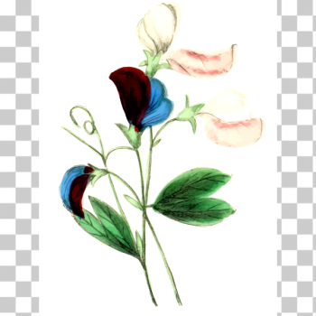 SVG Sweet pea