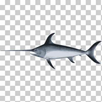 SVG swordfish