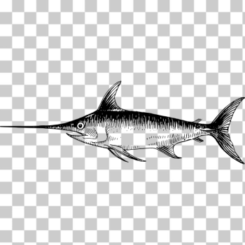 SVG Swordfish 4 SVG Swordfish 4