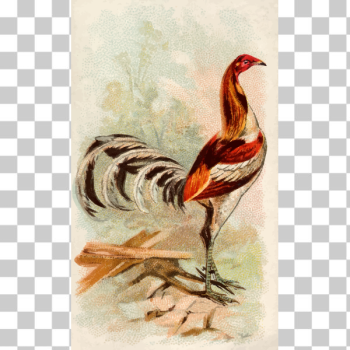 SVG Tall rooster SVG Tall rooster