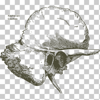 SVG Temporal bone SVG Temporal bone