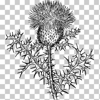 SVG Thistle vector drawing SVG Thistle vector drawing