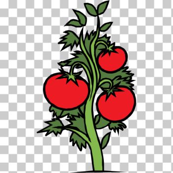 SVG Tomato plant vector clip art SVG Tomato plant vector clip art