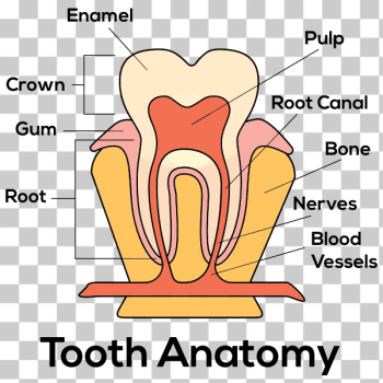 SVG Tooth Anatomy By Paul Brennan SVG Tooth Anatomy By Paul Brennan