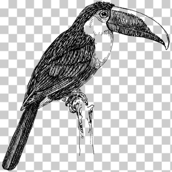 SVG Toucan drawing SVG Toucan drawing