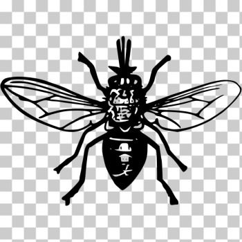 SVG Tsetse fly SVG Tsetse fly