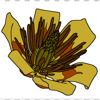 SVG Tulip tree flower