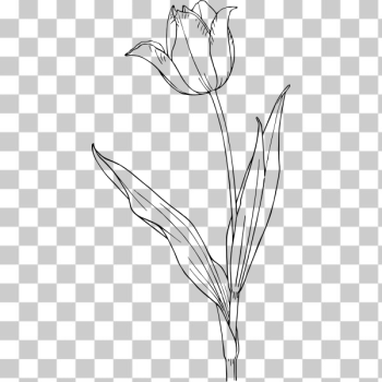 SVG Tulip vector clip art SVG Tulip vector clip art
