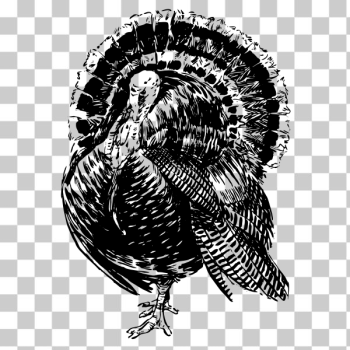 SVG Turkey SVG Turkey