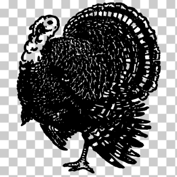 SVG turkey SVG turkey