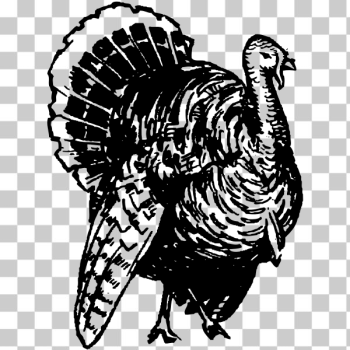 SVG turkey SVG turkey