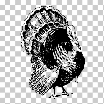 SVG turkey SVG turkey
