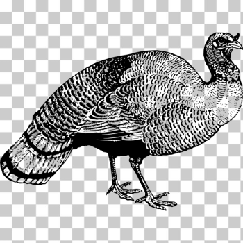 SVG Turkey illustration