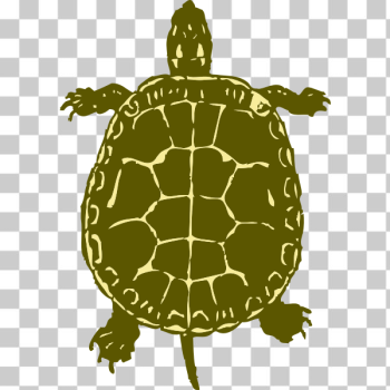 SVG turtle SVG turtle