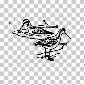SVG Two birds symbol SVG Two birds symbol