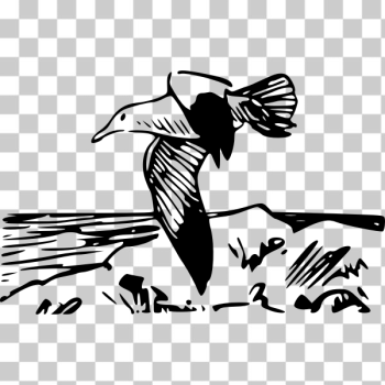 SVG Vector drawing of flying herring gull SVG Vector drawing of flying herring gull