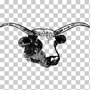 SVG Vector illustration of bull with large horns SVG Vector illustration of bull with large horns