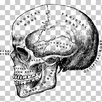 SVG Vector illustration of human skull with bones names SVG Vector illustration of human skull with bones names