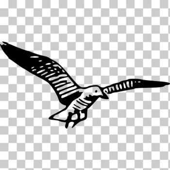 SVG Vector image of gull SVG Vector image of gull
