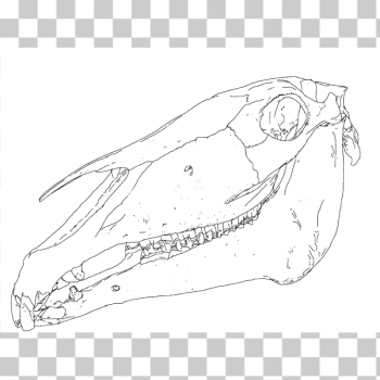 SVG Vector image of horse head bones SVG Vector image of horse head bones