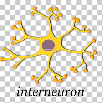 SVG Vector image of neuron SVG Vector image of neuron
