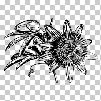 SVG Vector image of passion flower SVG Vector image of passion flower