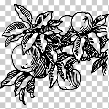 SVG Vector image of peaches SVG Vector image of peaches