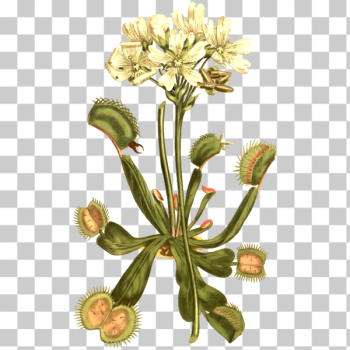 SVG Venus fly trap