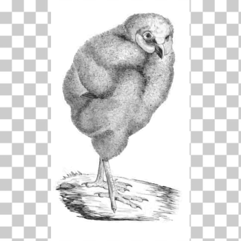 SVG Victorian bird illustration SVG Victorian bird illustration