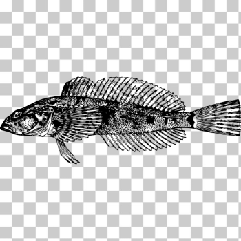 SVG Vintage fish drawing SVG Vintage fish drawing