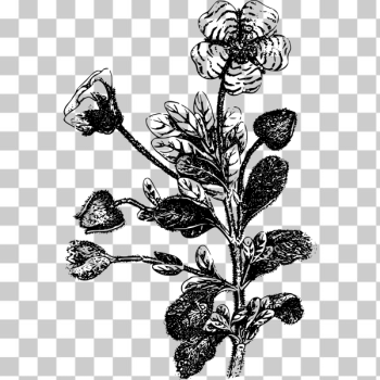 SVG Vintage floral plant SVG Vintage floral plant