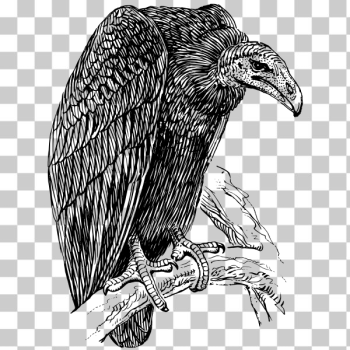 SVG Vulture image SVG Vulture image