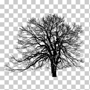SVG Weathered tree silhouette SVG Weathered tree silhouette