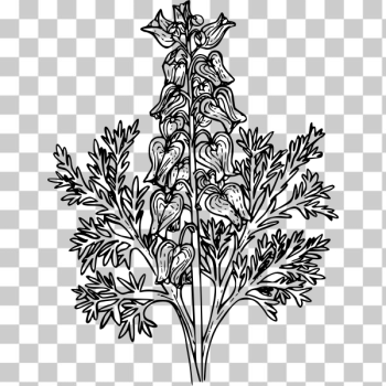 SVG Western bleeding heart SVG Western bleeding heart