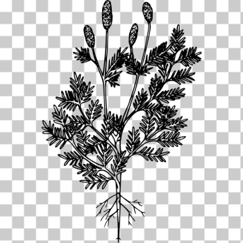 SVG Western burnet SVG Western burnet