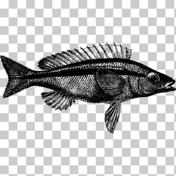 SVG Western Butterfish SVG Western Butterfish
