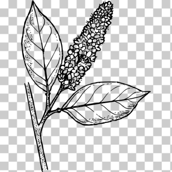SVG Western choke cherry SVG Western choke cherry