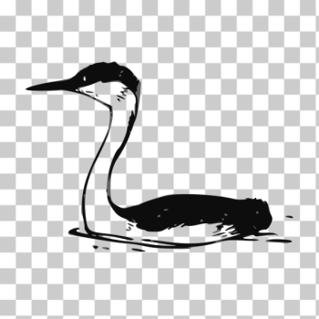 SVG Western Grebe vector SVG Western Grebe vector