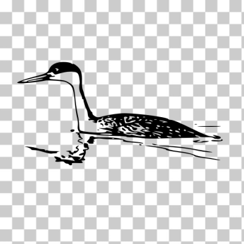 SVG Western Grebe vector drawing SVG Western Grebe vector drawing
