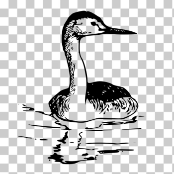 SVG Western Grebe vector image SVG Western Grebe vector image