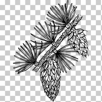 SVG Western larch SVG Western larch