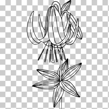 SVG Western lily SVG Western lily
