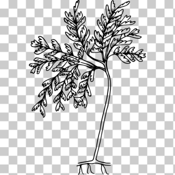SVG Western maidenhair fern SVG Western maidenhair fern