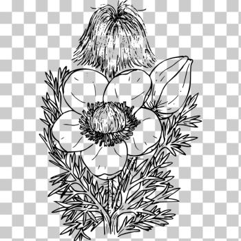 SVG Western Pasque Flower SVG Western Pasque Flower