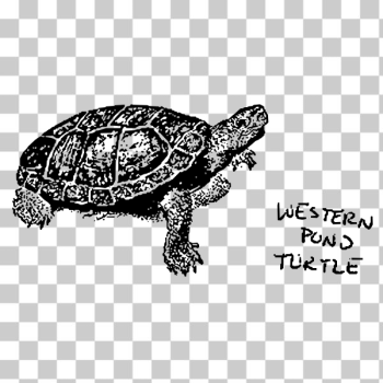 SVG Western Pond Turtle SVG Western Pond Turtle